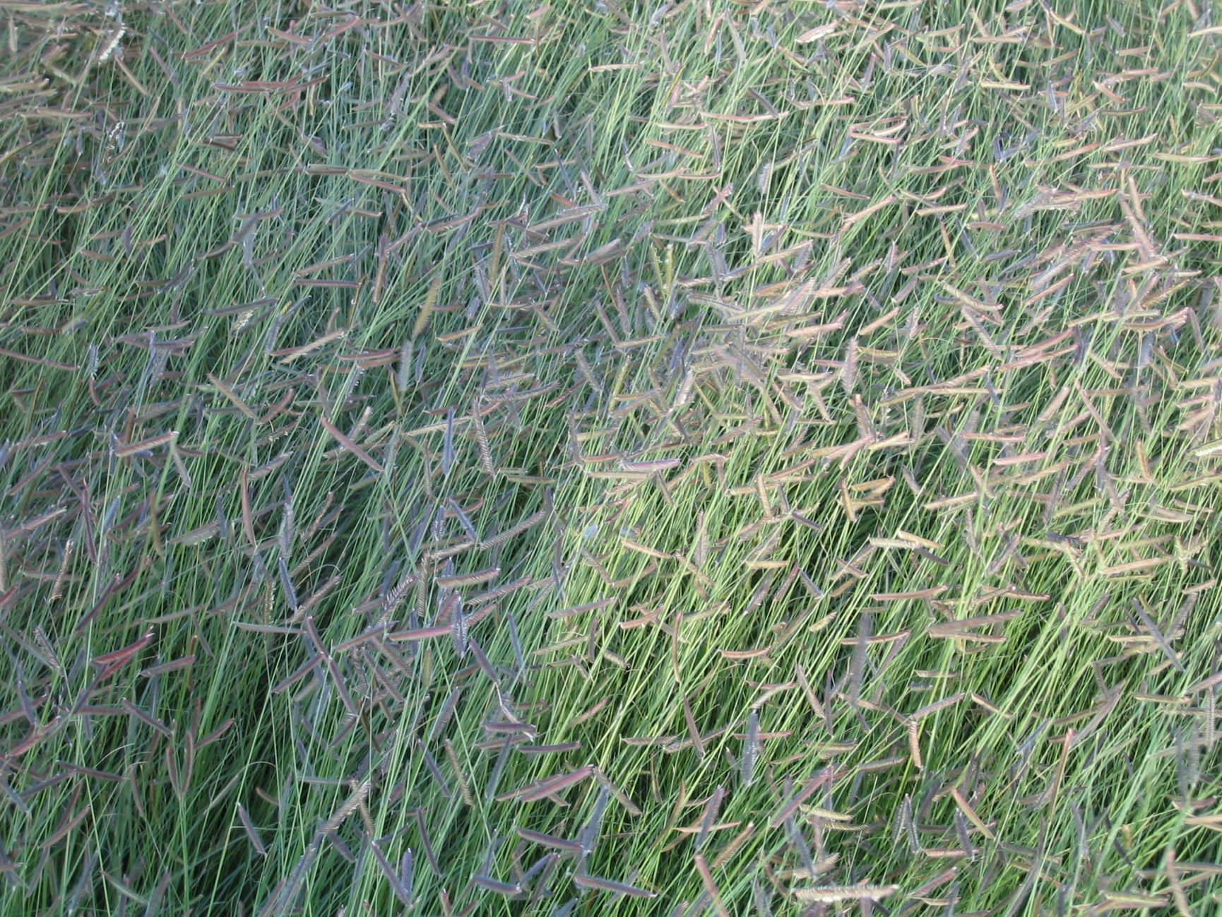 Grama grass discount
