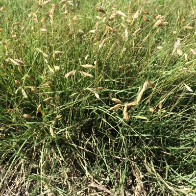 Buffalograss - Bouteloua dactyloides