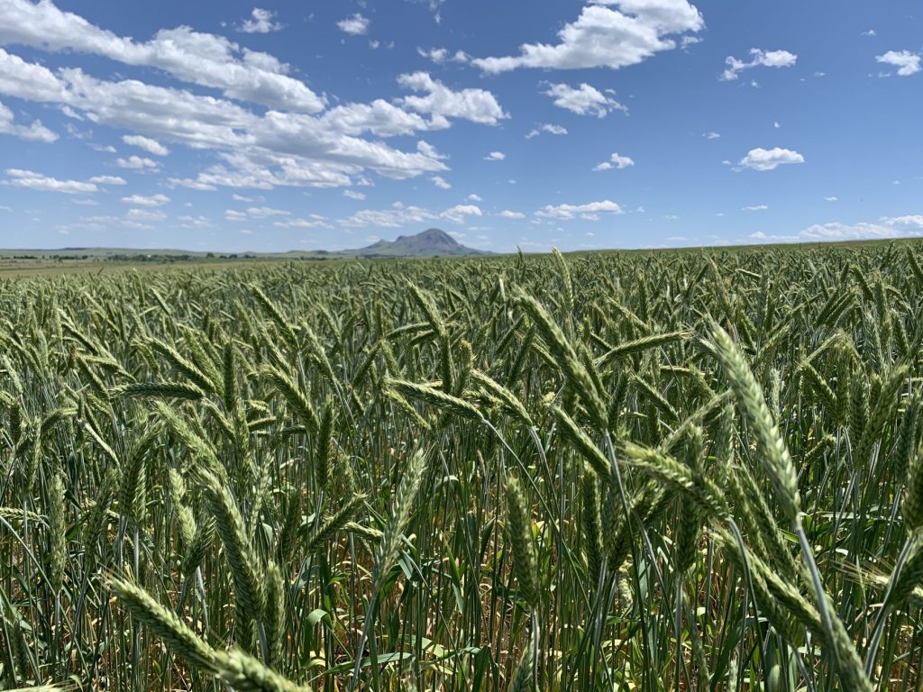 Winter Triticale Photo