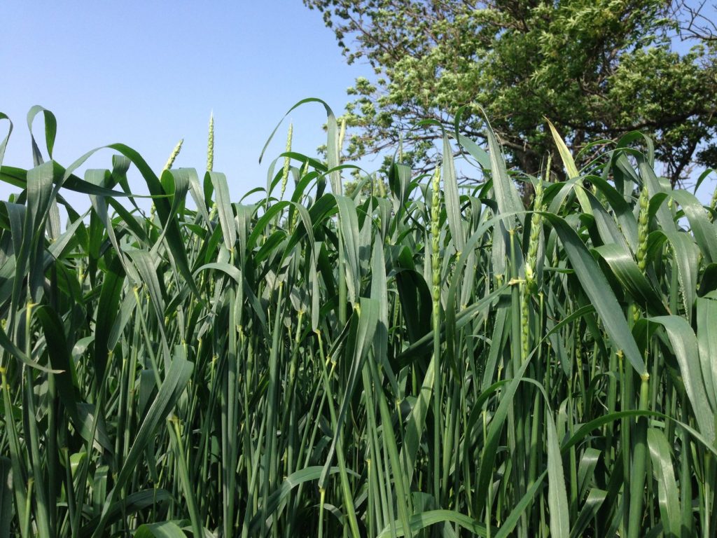 Forage Winter Wheat Photo