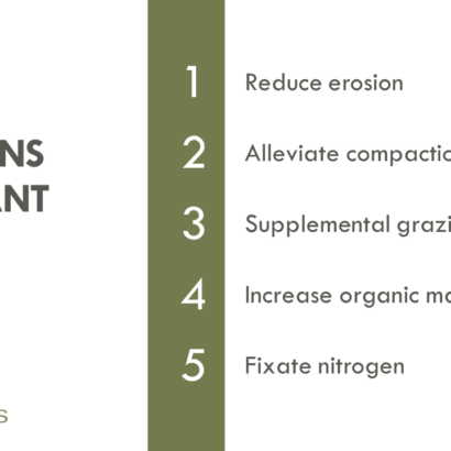 Top 5 Reasons to Plant Cover Crops