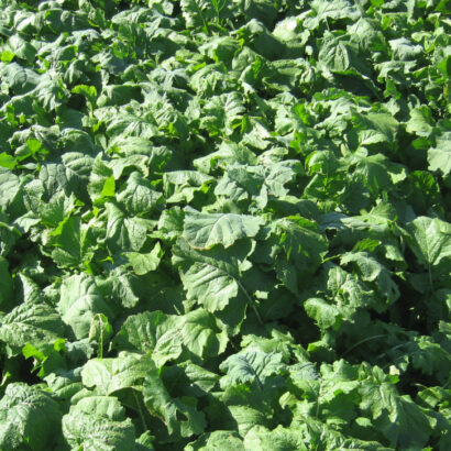 What’s Next After Small Grain Harvest? Cover Crops