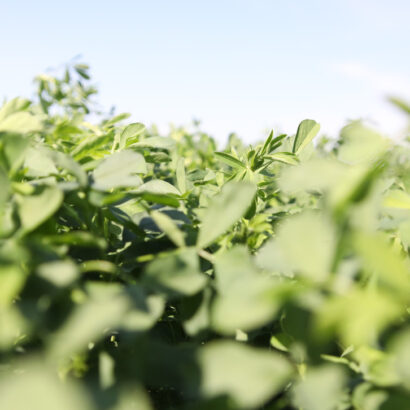 Winter Grazing Alfalfa