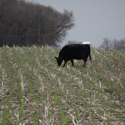 cattle grazing in winter field of cover crops