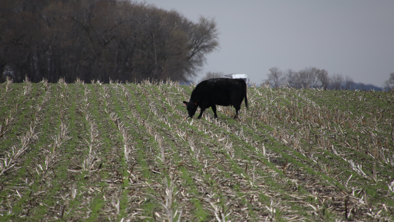 cattle grazing in winter field of cover crops