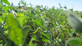 How to Select the Right Alfalfa Variety