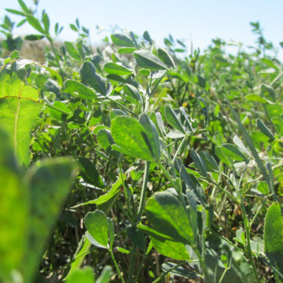 How to Select the Right Alfalfa Variety