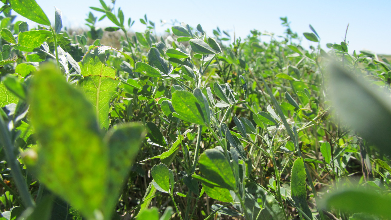 alfalfa variety selection