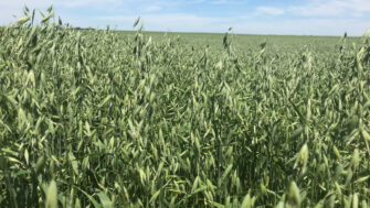 Boost Your Forage Supply with a Spring Annual Small Grain