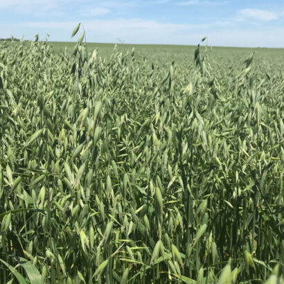 Boost Your Forage Supply with a Spring Annual Small Grain