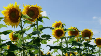 FAQs: Clearfield Sunflowers