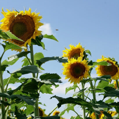 FAQs: Clearfield Sunflowers