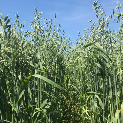 A Guide to Selecting the Best Oat Variety