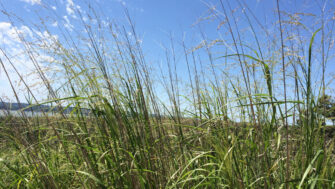 What you need to know about Switchgrass