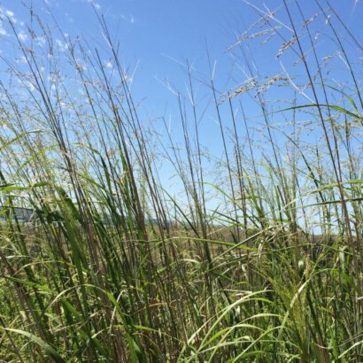 What you need to know about Switchgrass