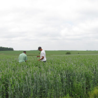 Double Cropping: Yay or Nay?