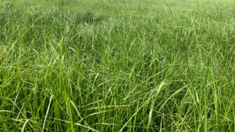 Teff Grass: Why all the Hype?
