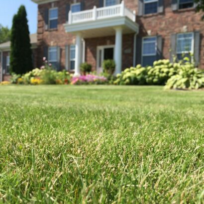 Get Your Lawn Back on Track