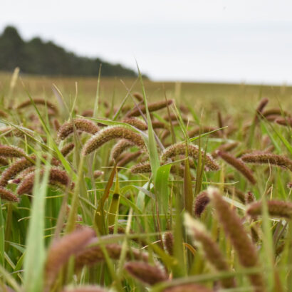 What’s in your seed bank?