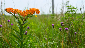 Four ways native grasses and wildflowers will enhance your property