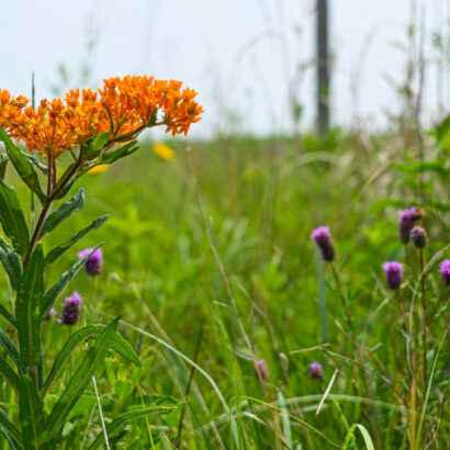 Four ways native grasses and wildflowers will enhance your property