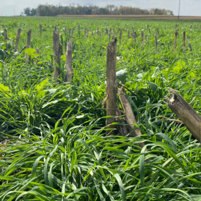 Get more out of your cover crops with Renovo Seed’s Rye Cocktails