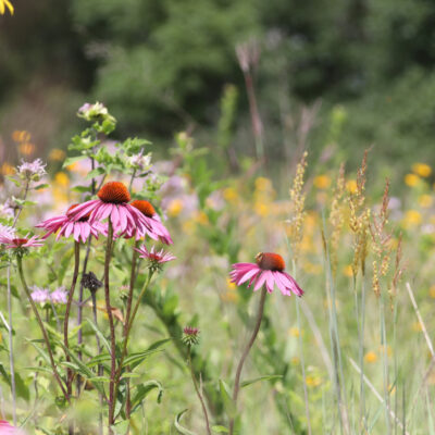 Native Grass & Wildflowers