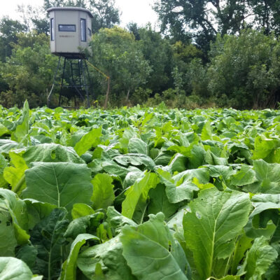 Food Plot