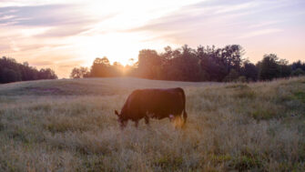 Planning Forage Budgets