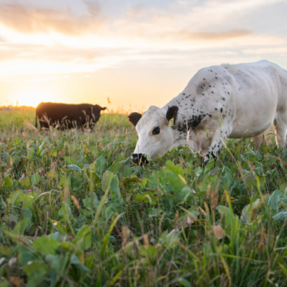 Is it time to graze my farm ground?