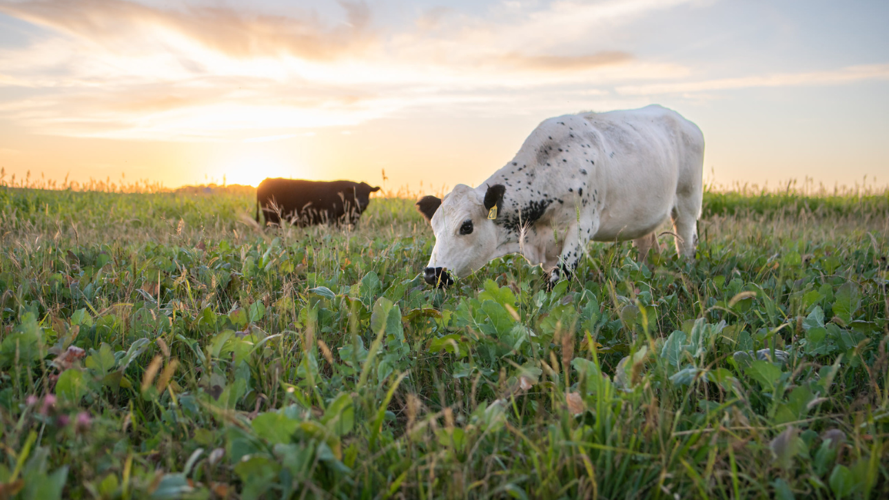 cattle grazing