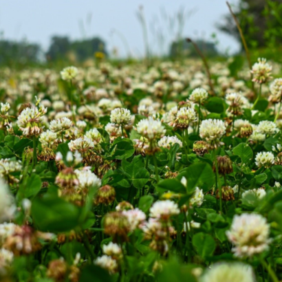 Frost seeding: what, why, how, and when