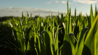 Grazing corn: everything you need to know