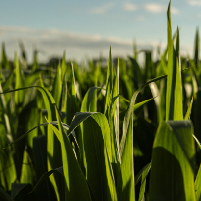 Grazing corn: everything you need to know