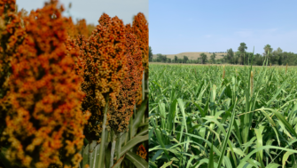 Reversing the equation: low input, high return forage