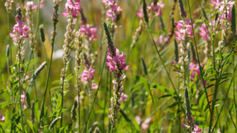 Sainfoin: A Sustainable Forage Option