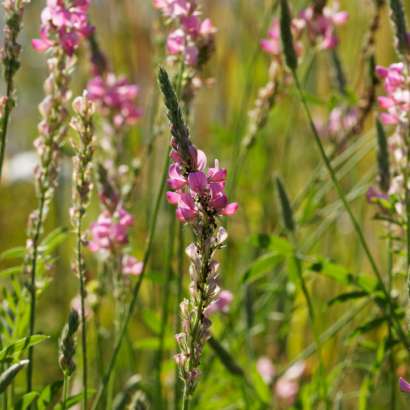 Sainfoin: A Sustainable Forage Option