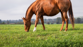 Planning a Diverse Horse Pasture
