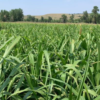 Altering forage plans for a dry spring