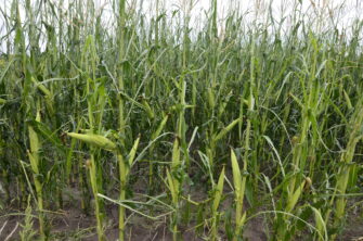 Derecho recovery: A plan for crops and soil