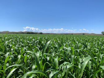 Emergency Feed Crops